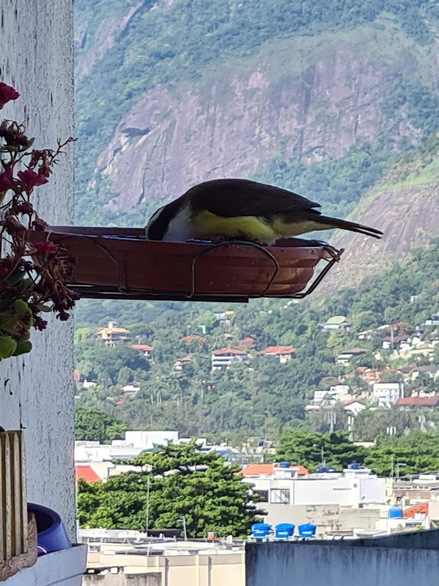 Apto Barra Da Tijuca Frente Pro Mar